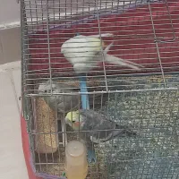 معاوضه عروس هلندی