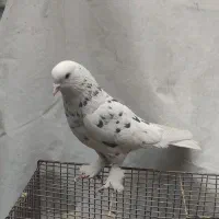 کفتر قریب گیری