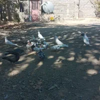 کفتر پرشی|پرنده|رامجین, |دیوار