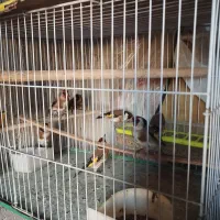 هفت تا سهره و دو تا سهره خاکی|پرنده|مشگین شهر, |دیوار