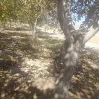 فروش چوب گردو|خدمات باغبانی و درختکاری|مبارکه, |دیوار