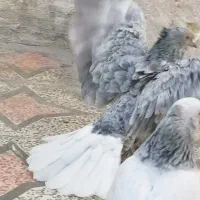 کفتر طوق آبی بردار سرور دم سفید  شمعک تخت