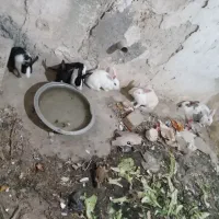 خرگوش