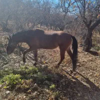 فروش اسب مادیون