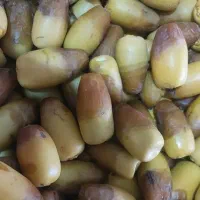 رطب نگار