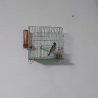 سهره  جوجه قفس|پرنده|کرمانشاه, |دیوار