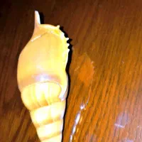 صدف