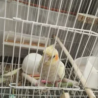 عروس هلندی