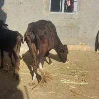 گاو وگوساله نر|حیوانات مزرعه|کرمانشاه, |دیوار