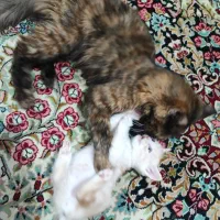 واگذاری گربه ناز خونگی|گربه|کرمان, |دیوار