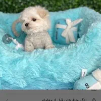 توله سگ های آپارتمانی|سگ|شیراز, اصلاح‌نژاد|دیوار