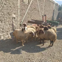9راس میش لری درجه یک داشتی