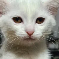 گربه ترکیش - پرشین|گربه|قرچک, مهدیه|دیوار