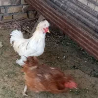 خروس لهستانی|حیوانات مزرعه|زاوه, |دیوار