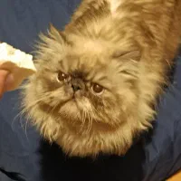 گربه پرشین هیمالیا|گربه|شاهینشهر, خانه کارگر|دیوار