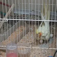 یک جفت عروس هلندی به همراه جوجه