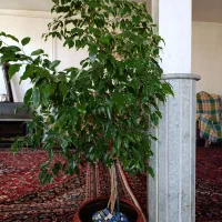 گل های طبیعی