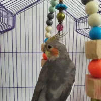 عروس هلندی نر سخنگو|پرنده|پاکدشت, پاکدشت (مامازند)|دیوار