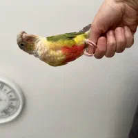 گرینچیک آناناسی دبل رد دستی|پرنده|قم, هنرستان|دیوار