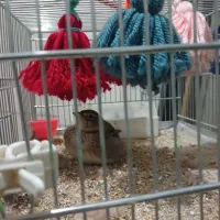 سهره خاکی|پرنده|نسیمشهر, |دیوار