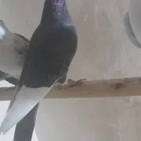 کبوترپرشی|پرنده|زیویه, |دیوار