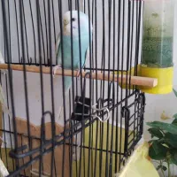 مرغ عشق نر