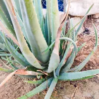 گیاه آلوئه ورا
