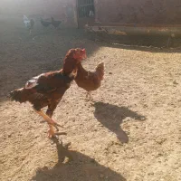 خروس|حیوانات مزرعه|تربت جام, جامرود|دیوار