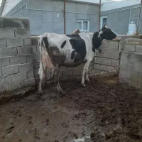 گاو شیری هلشتاین با دوتا گوساله سیمینتال قرمز|حیوانات مزرعه|آق قلا, |دیوار