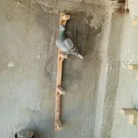 کبوتر سبز دمسفید نر