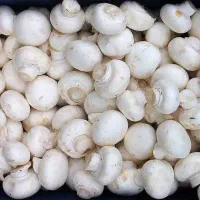 پخش قارچ|خوردنی و آشامیدنی|تبریز, |دیوار