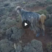سلام. ۱۰ عد بز جوان داشتی