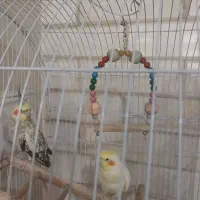 عروس هلندی