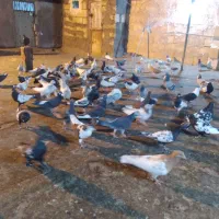 کفتر بوم|پرنده|مشهد, توس (بلوار توس)|دیوار