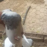 معاوضه طوقی با جوجه نامه بر|پرنده|اسدآباد, |دیوار