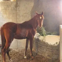 کره نریون ۲سال نیم سر دمگیر