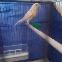 ماده قناری اماده۱۵۰۰