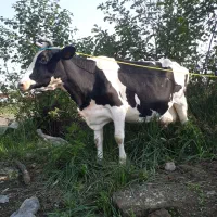 گاو دورگ هولیشتان آماده زایمان       لیشه ورزا|حیوانات مزرعه|رشت, حومه رشت|دیوار