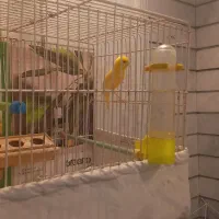 قناری (یک جفت) بخون و آماده|پرنده|کاشان, فین بزرگ|دیوار