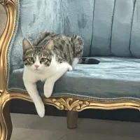 گربه گمشده