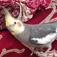 عروس هلندی گم شده