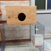 قفس به همراه لونه عروس