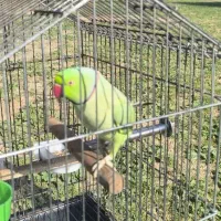 طوطی ملنگو گمشده