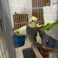 عروس هلندی سخنگو و مولد