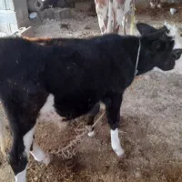 گاو سیمینتال اصل با گوساله|حیوانات مزرعه|آبدان, |دیوار