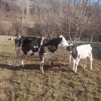 گاو باگوساله ماده|حیوانات مزرعه|مشگین شهر, |دیوار