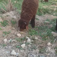 دو عدد بره نر درشادگان