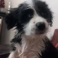 واگذاری|سگ|پرند, فاز ۶|دیوار