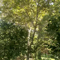 باغ درمسیر کندوان اسکو|فروش خانه و ویلا|اسکو, |دیوار