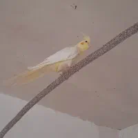 سه عدد عروس هلندی نیمه اهلی